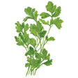 Botanical Interests Flat Leaf Parsley Seed