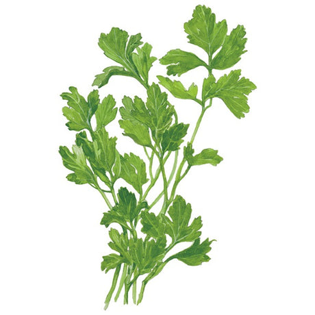 Botanical Interests Flat Leaf Parsley Seed