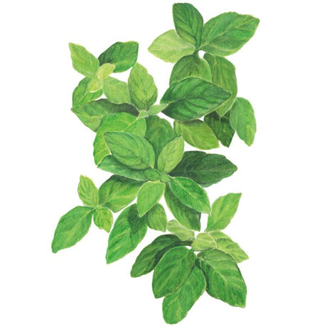 Botanical Interests Lemon Basil Seed