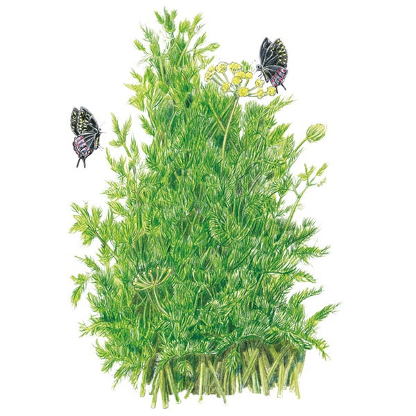 Botanical Interests Tetra Dill Seed
