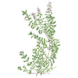 Botanical Interests English Thyme Seed