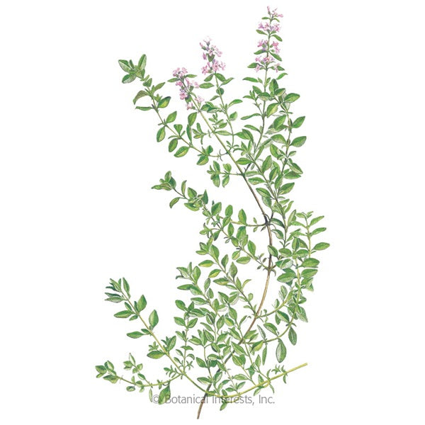 Botanical Interests English Thyme Seed