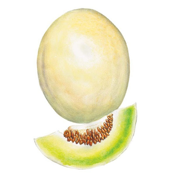 Botanical Interests Sweet Delight Honeydew Melon Seed