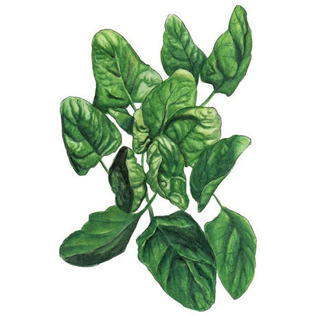Botanical Interests Lavewa Spinach Seed