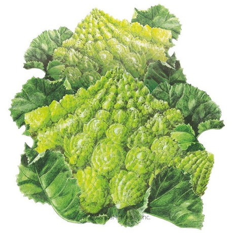 Botanical Interests Romanesco Broccoli Seed