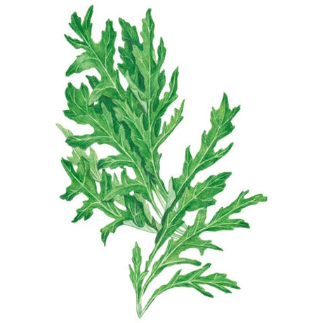 Botanical Interests Rocky Arugula Wild Rocket Seed