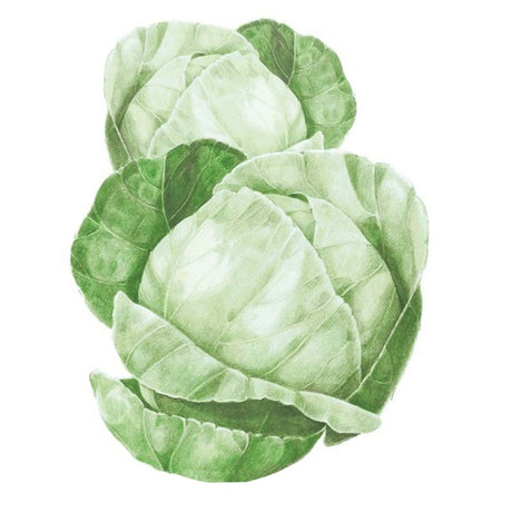 Botanical Interests Copenhagen Market Cabbage Seed
