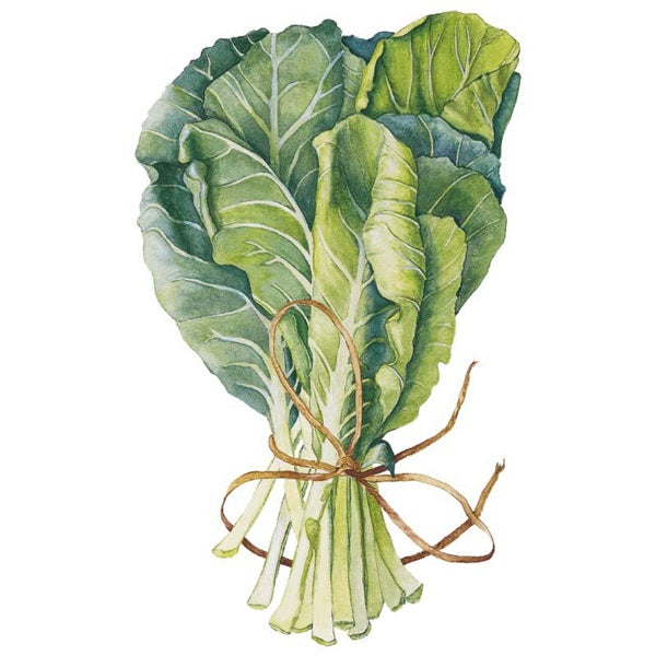 Botanical Interests Georgia Southern Collards Seed