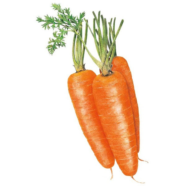 Botanical Interests Shin Kuroda Carrot Seed