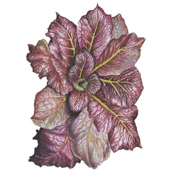 Botanical Interests Red Giant Mustard Seed