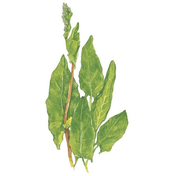 Botanical Interests Common Sorrel Seed