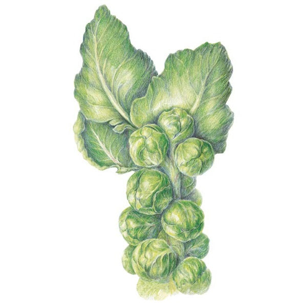 Botanical Interests Long Island Improved Brussels Sprouts Seed