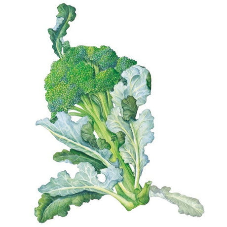 Botanical Interests Waltham 29 Broccoli Seed