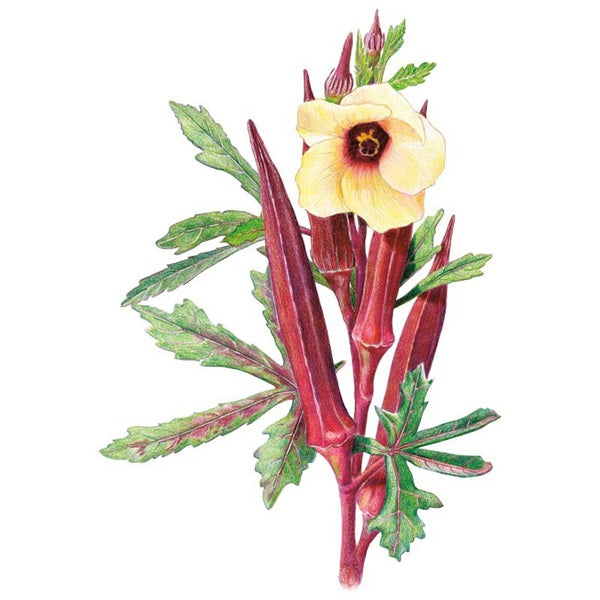 Botanical Interests Red Burgundy Okra Seed