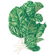 Botanical Interests Tendergreen Mustard Spinach Seed