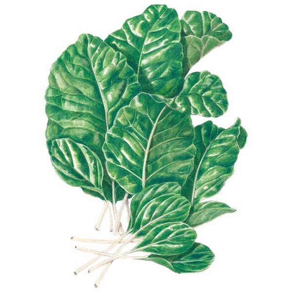 Botanical Interests Tendergreen Mustard Spinach Seed