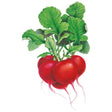 Botanical Interests Crimson Giant Radish Seed