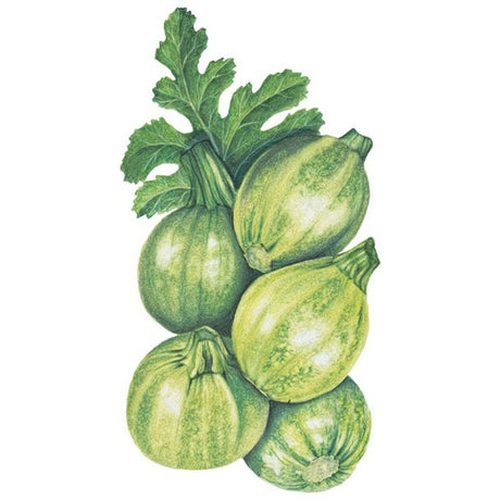 Botanical Interests Round Zucchini Summer Squash Seed