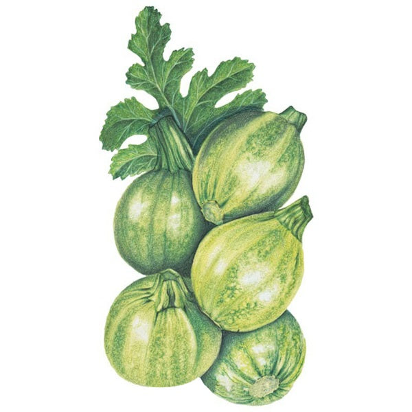 Botanical Interests Round Zucchini Summer Squash Seed