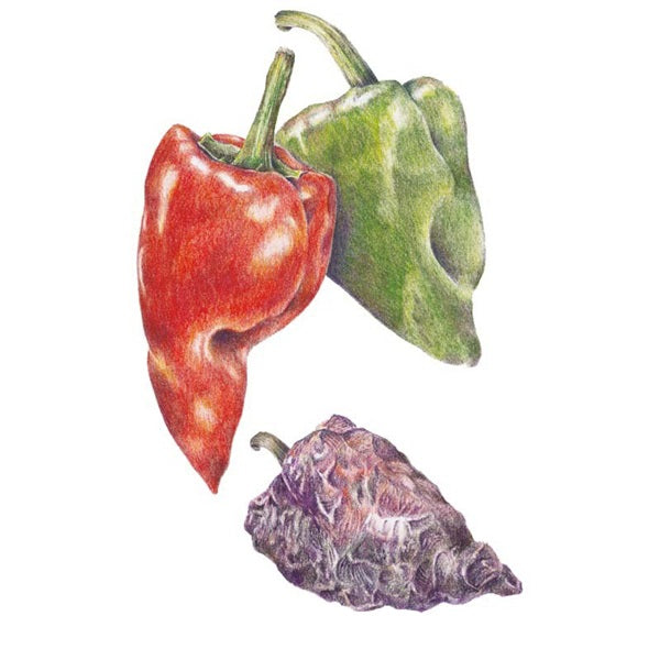 Botanical Interests Ancho Poblano Chile Pepper Seed
