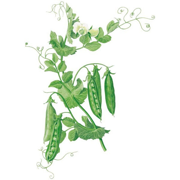 Botanical Interests Wando Shelling Pea Seed