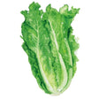 Botanical Interests Parris Island Cos Romaine Lettuce Seed