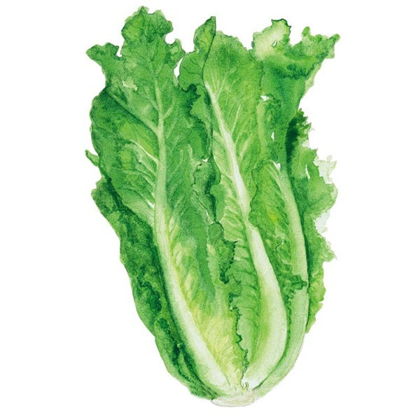 Botanical Interests Parris Island Cos Romaine Lettuce Seed