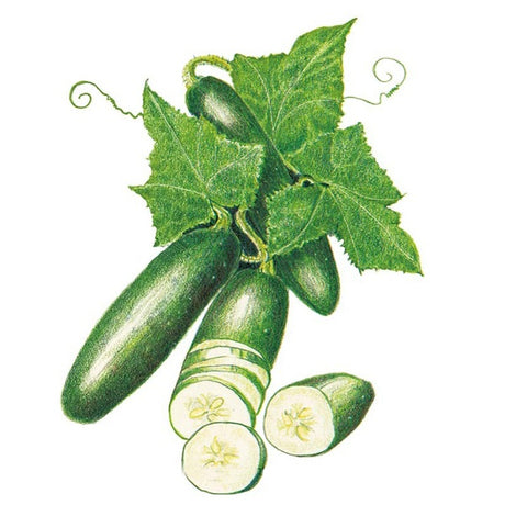 Botanical Interests Poinsett 76 Cucumber Seed