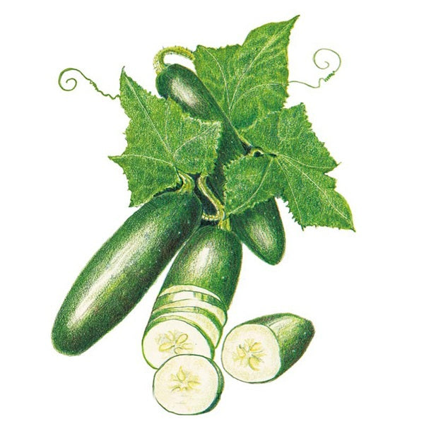 Botanical Interests Poinsett 76 Cucumber Seed
