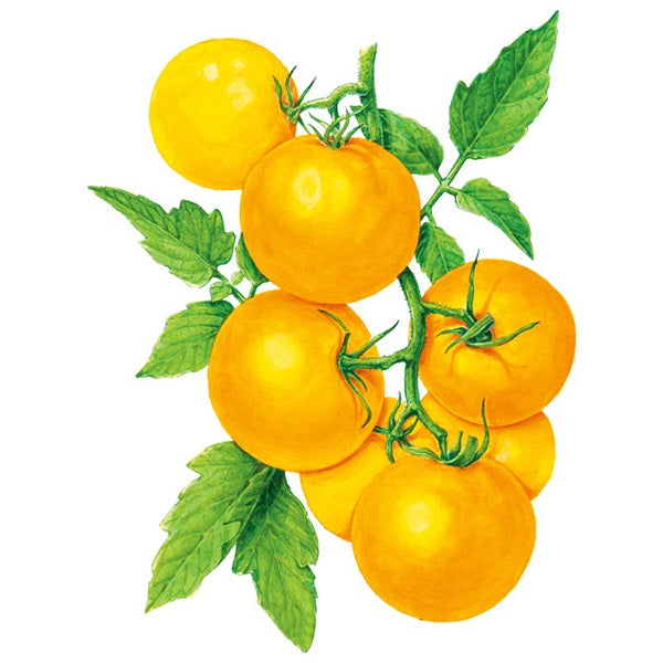 Botanical Interests Golden Jubilee Pole Tomato Seed
