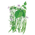Botanical Interests Blue Lake 274 Bush Bean Seed