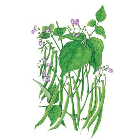 Botanical Interests Blue Lake 274 Bush Bean Seed
