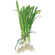 Botanical Interests White Lisbon Bunching Scallion Onion Seed