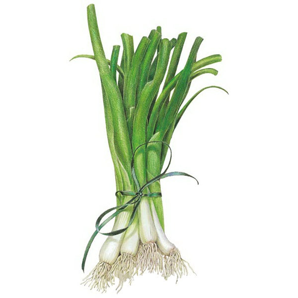 Botanical Interests White Lisbon Bunching Scallion Onion Seed