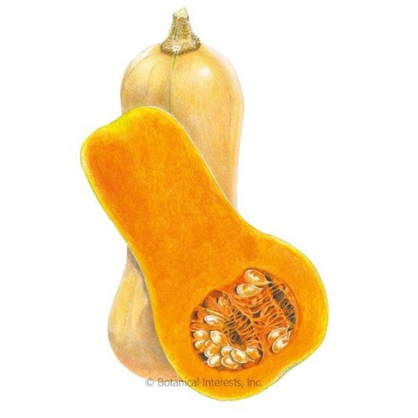 Botanical Interests Waltham Butternut Winter Squash Seed