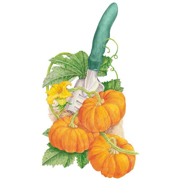 Botanical Interests Jack-Be Little Pumpkin Seed