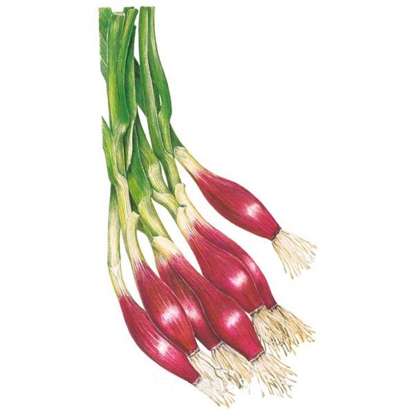 Botanical Interests Italian Red of Florence Bunching Scallion Onion Seed
