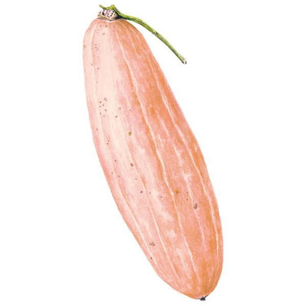 Botanical Interests Pink Banana Winter Squash Seed