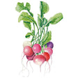 Botanical Interests Easter Egg Blend Radish Seed