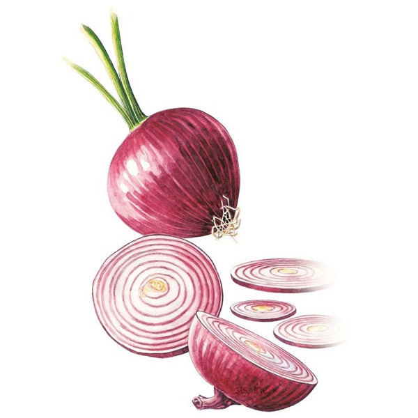 Botanical Interests Red Amposta Bulb Onion Seed