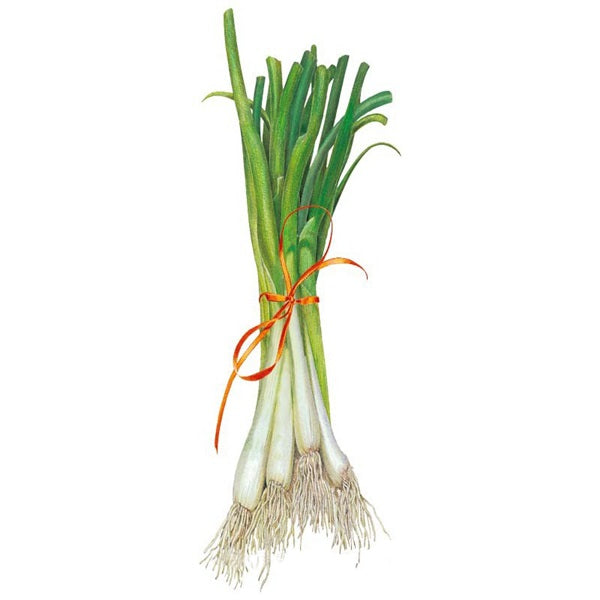 Botanical Interests Tokyo Long White Bunching Scallion Onion Seed