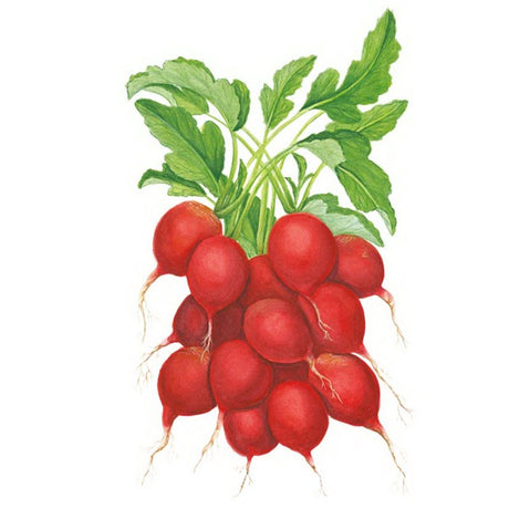 Botanical Interests Cherry Bell Radish Seed