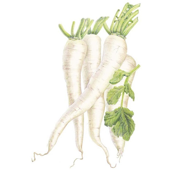 Botanical Interests Miyashige White Daikon Radish Seed