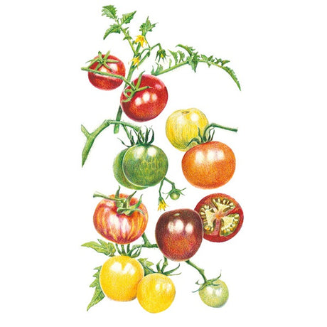 Botanical Interests Rainbow Blend Pole Cherry Tomato Seed