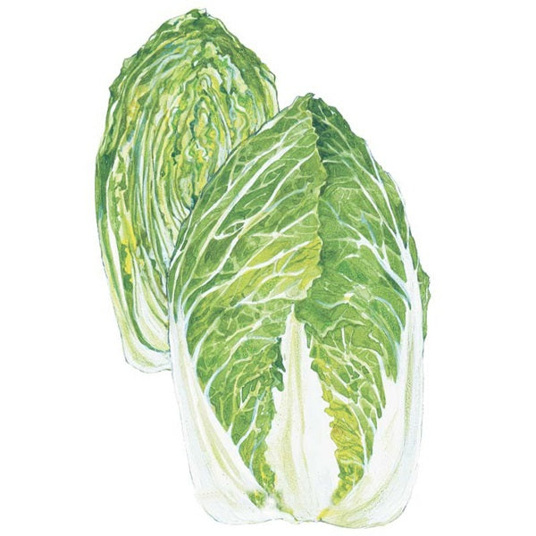 Botanical Interests One Kilo Slow Bolt Napa Cabbage Seed