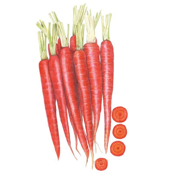 Botanical Interests Atomic Red Carrot Seed