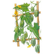 Botanical Interests Mouse Melon Cucamelon Melon Seed