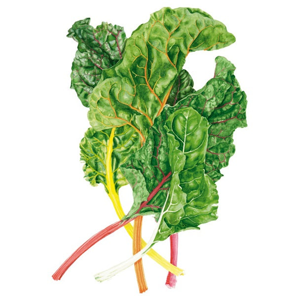 Botanical Interests Celebration Swiss Chard Seed