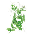 Botanical Interests Sugar Snap Pea Seed