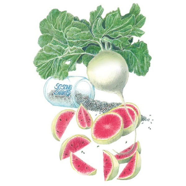 Botanical Interests Mantanghong Watermelon Radish Seed